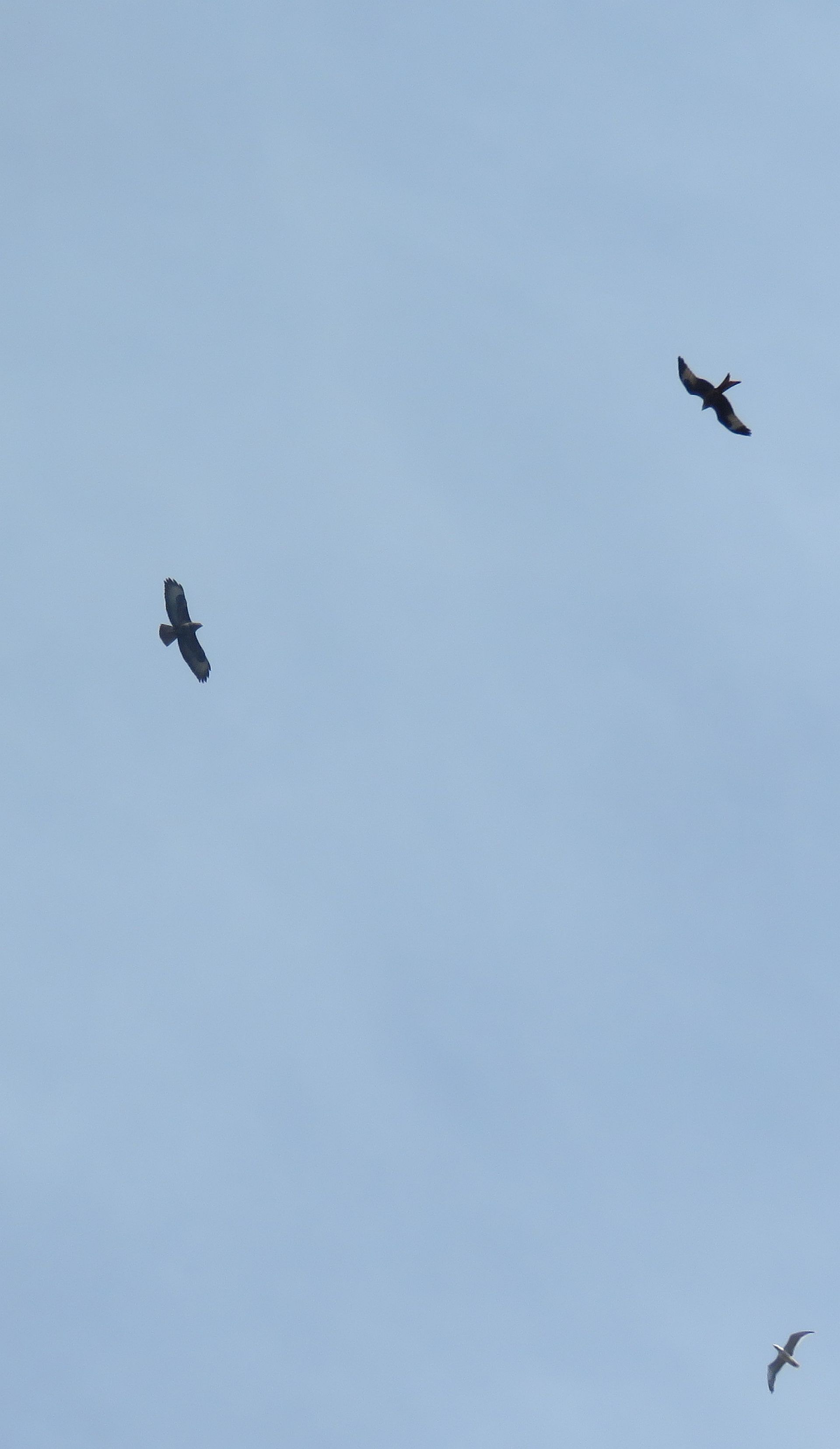 Red Kite,Common Buzzard &  Herring Gull 